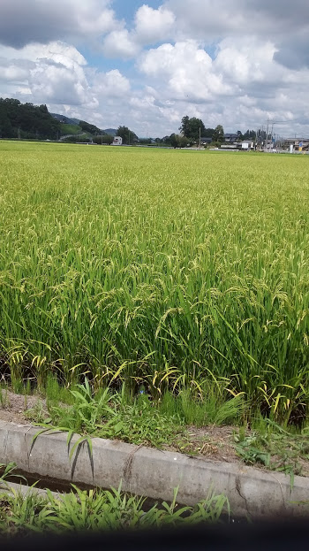 連日、茨城産コシヒカリの水田に恵みの雨
